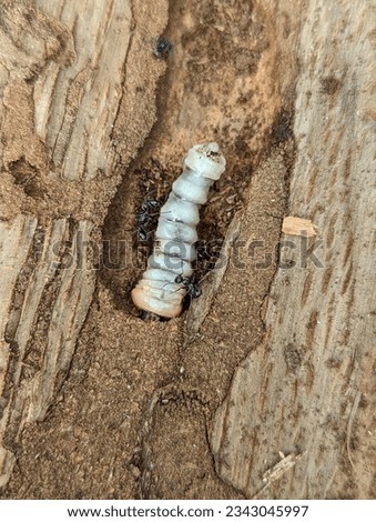 Termite Queen in a Piece of bark from a fallen oak tree
