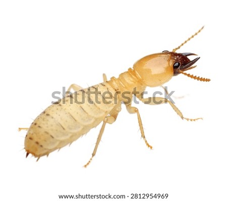 Termite Single Termite Shown In A Macro Side Prof Isolated On White Background
