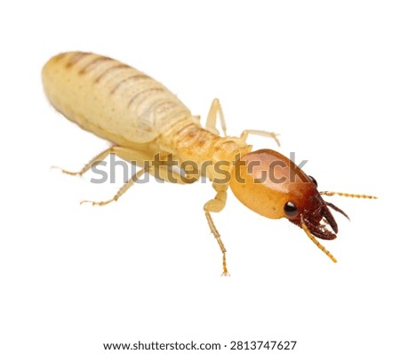 Termite Single Termite Shown In A Macro Side Prof Isolated On White Background