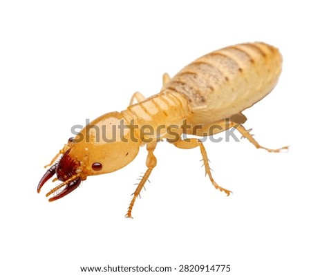 Termite Single Termite Shown In A Macro Side Prof Isolated On White Background