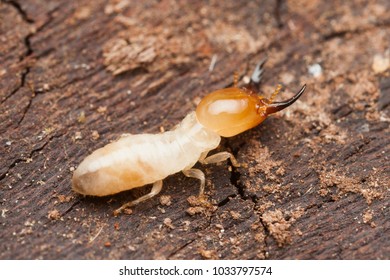 Termite Soldier Huge Mandibles Stock Photo (Edit Now) 1033797574