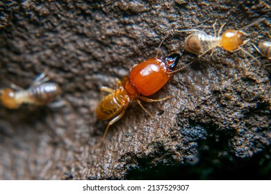 3,625 Termite soldier Images, Stock Photos & Vectors | Shutterstock