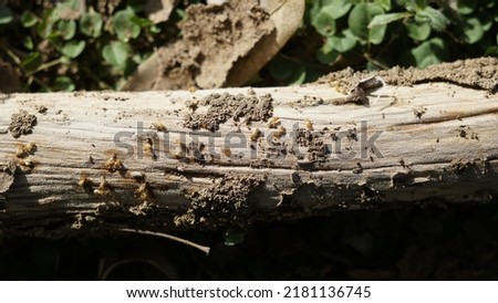 Termite, Termites nest on logs in the forest. and are inedible, decomposing wood. Close up and blur background.	
