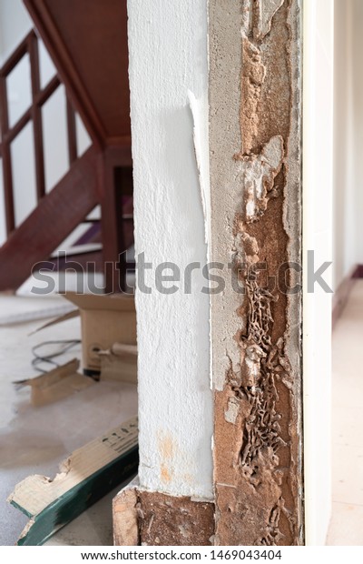 Termite Traces Edge Wooden Door Stock Photo Edit Now 1469043404