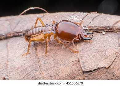 Termite walking on dried leaf 