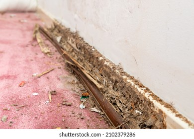 Termite and water damage to baseboard of house, selective focus.