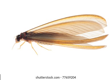 2,497 Winged termites Images, Stock Photos & Vectors | Shutterstock