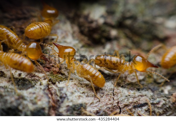 termite or\
white ant are working on The tree\
bark