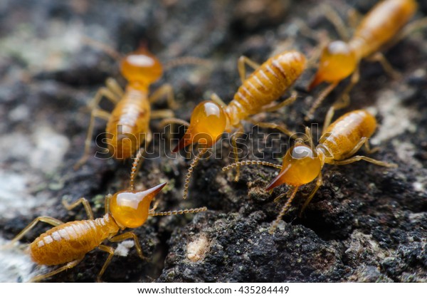 termite or
white ant are working on The tree
bark