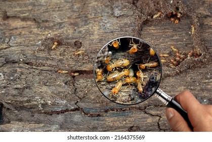 Termite Workers, Small termites, Work termites walk in the nest. Termites enlarge, zoom with magnifying glass.                                           