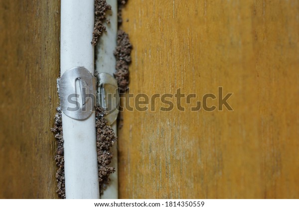 Termites building a mud tube beneath\
wooden wall of a room / Termite problem in house\
concept