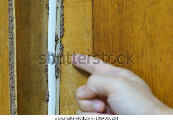 Termites building a mud tube beneath
wooden wall of a room / Termite problem in house
concept