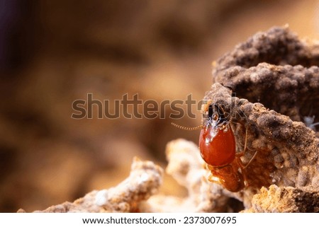 termites damage the home, macro close up termites in anthill