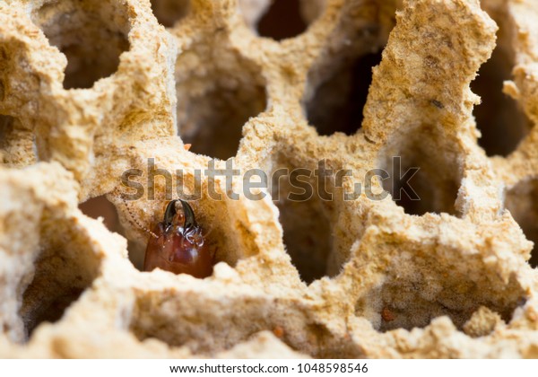 termites
damage home, macro close up termites in
anthill