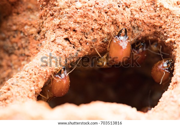 termites
damage home, macro close up termites in
anthill