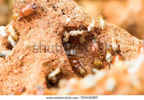 termites\
damage home, macro close up termites in\
anthill