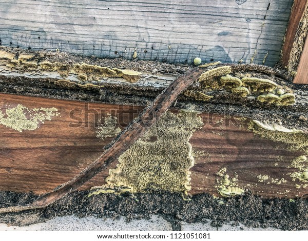 Termites\
destroy wood from soil problems in the\
home.