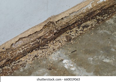 257 Termites mud tubes Images, Stock Photos & Vectors | Shutterstock