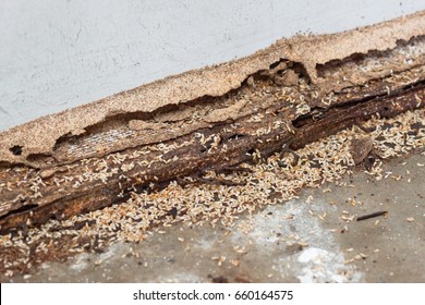 Termites Destroying Wood From The Ground / Termite Problem In House Concept