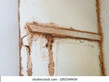 Termites Destroying Wood Inside The Wall / Termite Problem In House Concept