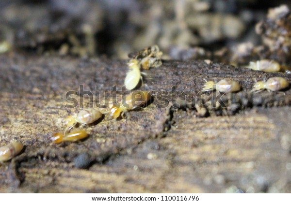 Termites eat wood and destroy houses, wood\
parts and destroy wood\
products.\
