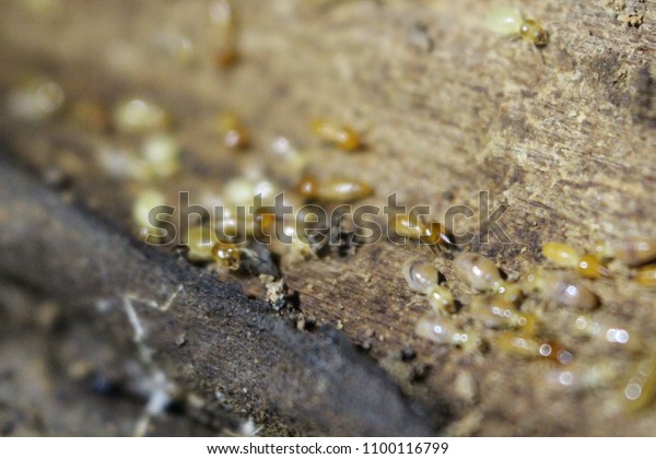 Termites eat wood and destroy houses, wood
parts and destroy wood
products.
