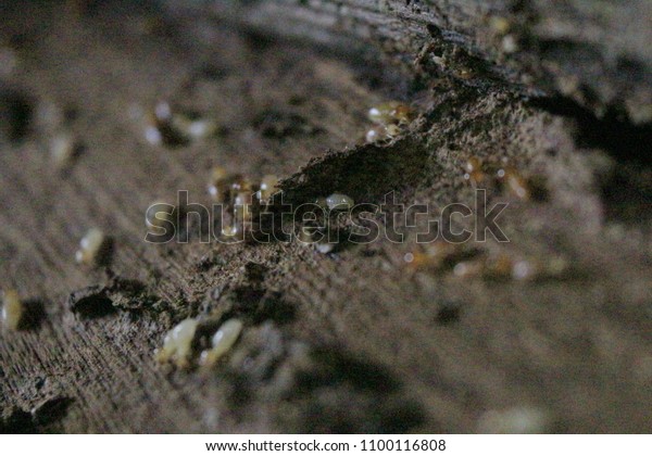 Termites eat wood and destroy houses, wood\
parts and destroy wood\
products.\
