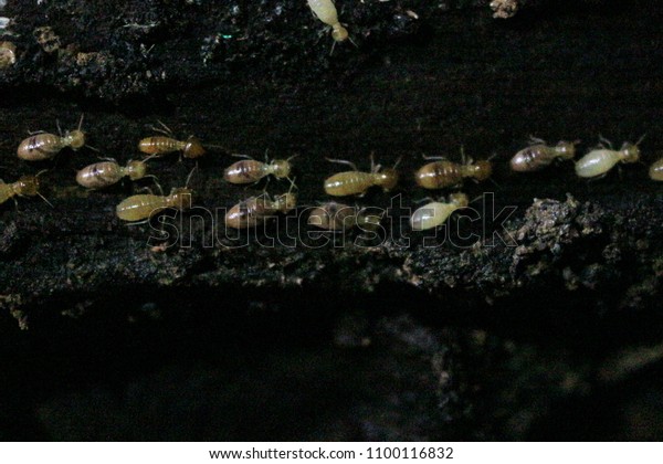 Termites eat wood and destroy houses, wood
parts and destroy wood
products.
