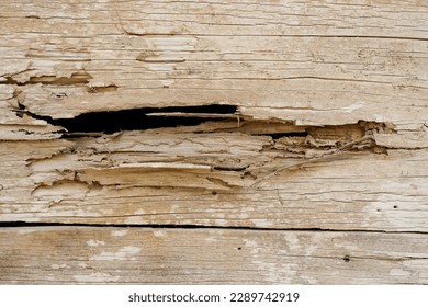 Termites eat wood flap surfaces with cracks and holes,The texture of the wall of an old house made of wooden boards is worn by termites.