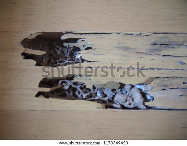 Termites eat wood\
floor