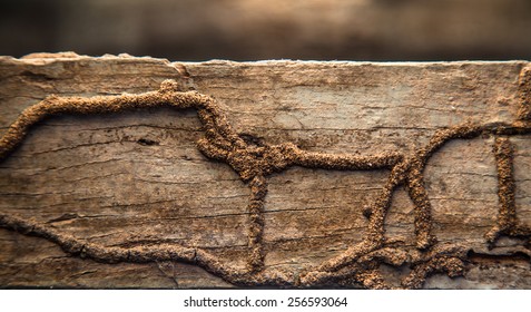Termites eat wood surface, a wood that is naturally rich termites as discontinued operation and long life.