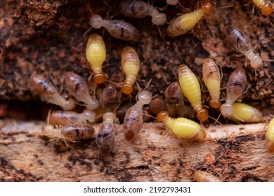 Termites Eat Wooden Planks Damage Wooden Stock Photo 2192793431 ...