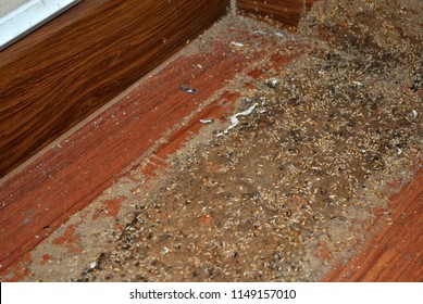 474 Termite book Images, Stock Photos & Vectors | Shutterstock