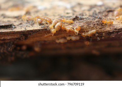 Termites House Images Stock Photos Vectors Shutterstock