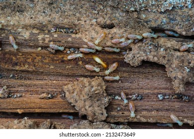 Termites Are Eating The Wood Of The House. They Destroy Houses, Wooden Parts And Destroy Wood Products.
