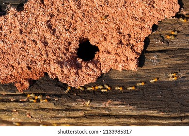 Termites Eating Wood House They Destroy Stock Photo 2133985317 ...