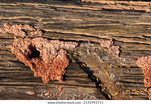 Termites are eating the wood\
of the house. They destroy houses, wooden parts and destroy wood\
products.
