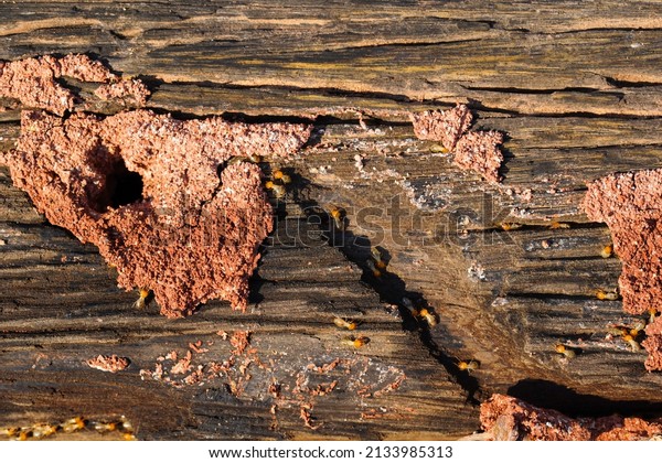 Termites are eating the wood\
of the house. They destroy houses, wooden parts and destroy wood\
products.