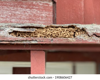 Termites Are Eating The Wood Of The Traditional House, They Destroy Houses, Wooden, Parts And Destroy Wood Products, Out Of Focus, Noise And Grain Effects.