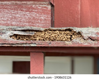 Termites are eating the wood of the traditional house, they destroy houses, wooden, parts and destroy wood products, out of focus, noise and grain effects.
