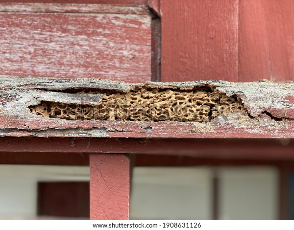 Termites are eating the wood of the\
traditional house, they destroy houses, wooden, parts and destroy\
wood products, out of focus, noise and grain\
effects.