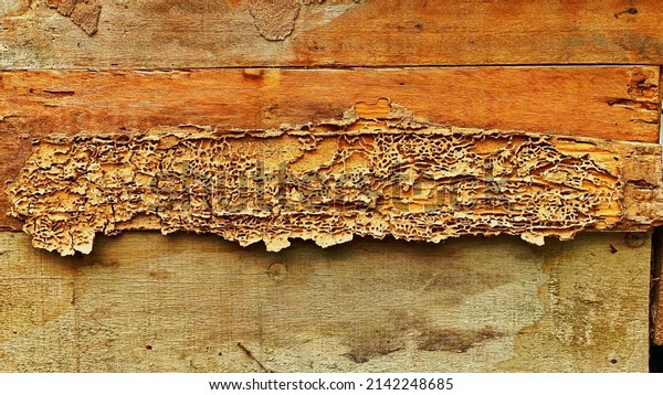 Termites are eating the wood of the\
traditional house, they destroy houses, wooden, parts and destroy\
wood products, out of focus, noise and grain\
effects.