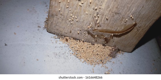 218 Termite king Images, Stock Photos & Vectors | Shutterstock