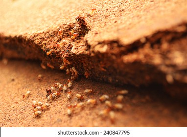 Termites help unload wood chips.