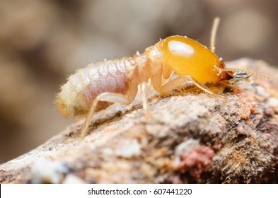 Termites Life