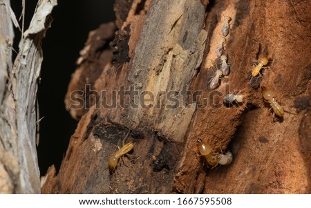 Termites in logs and wood found in a garden