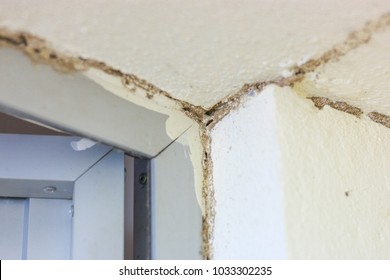 Termites on the house wall.