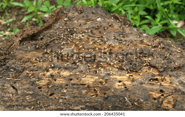 Termites on a plank of\
wood