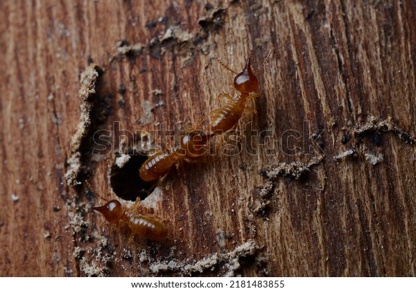 Termites are pests
that destroy wooden materials by gnawing at them and causing the
entire house to
collapse.
