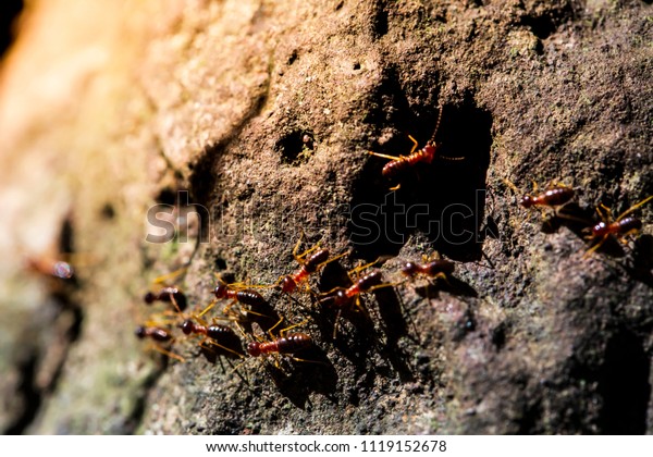 Termites are sensitive to\
weathering when know that the rain falls and the floods bring up\
high.